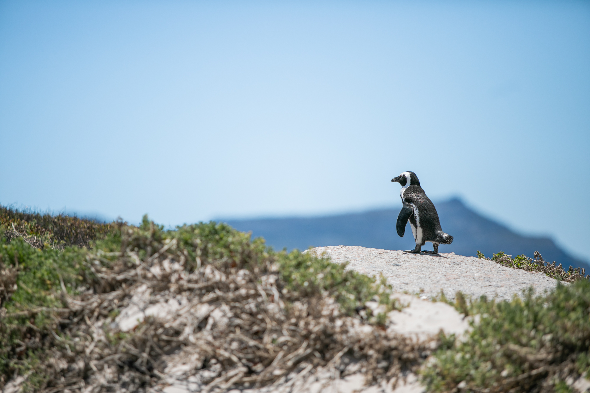 Boulder Beach : comment approcher les pingouin en Afrique du Sud
