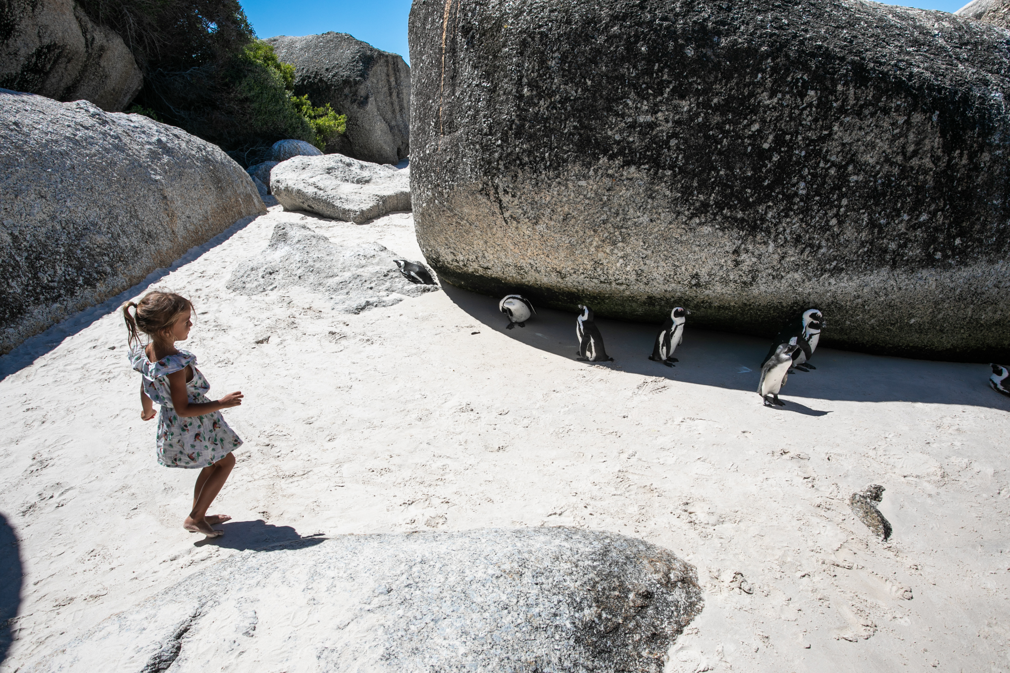 Boulder Beach : comment approcher les pingouin en Afrique du Sud