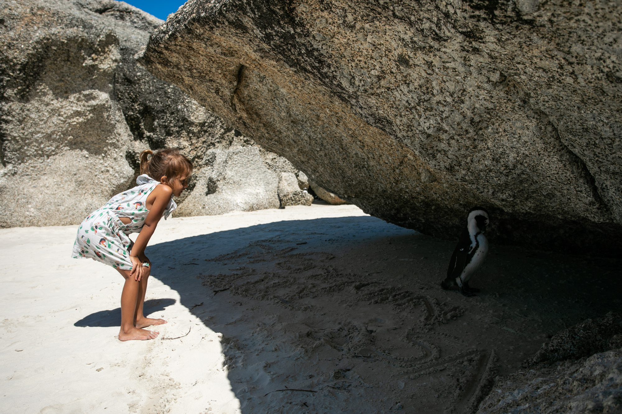 Boulder Beach : comment approcher les pingouins en Afrique du Sud