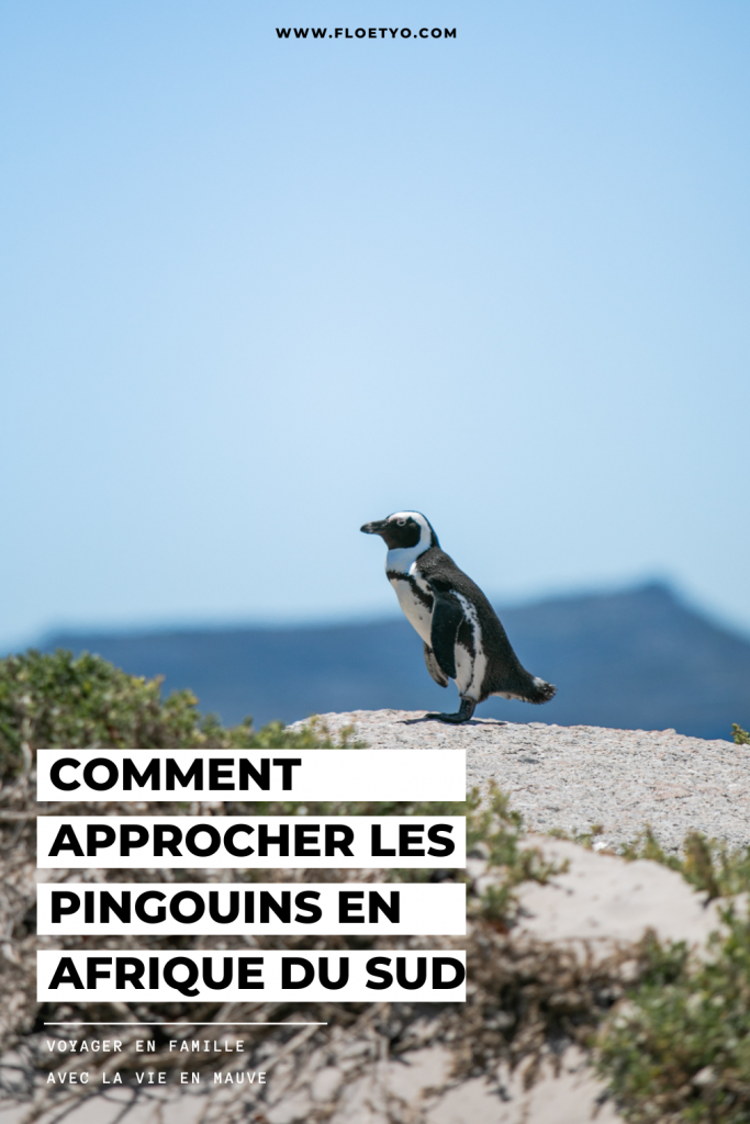 Boulder Beach : comment approcher les pingouins en Afrique du Sud